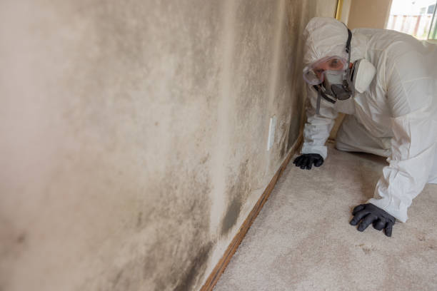 Best Industrial Mold Remediation  in Forsyth, IL